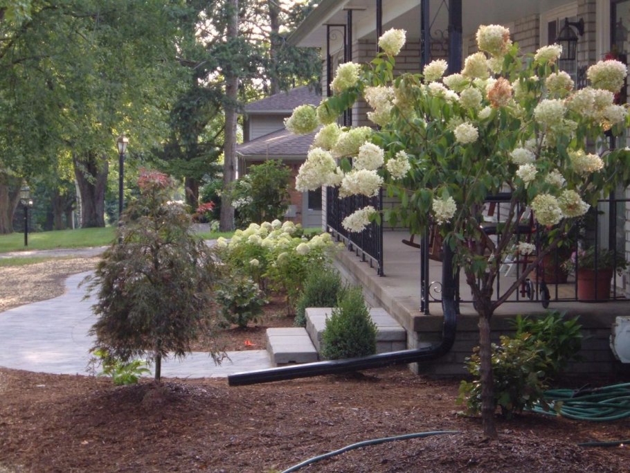 Гортензия лайм лайм на штамбе