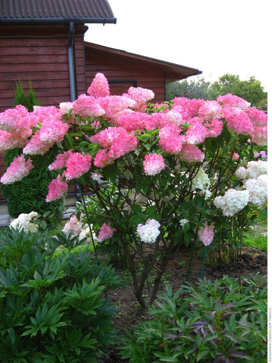 Гортензия штамбовая "grandiflora"