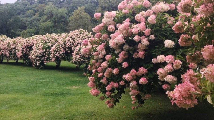Гортензия Фантом на штамбе