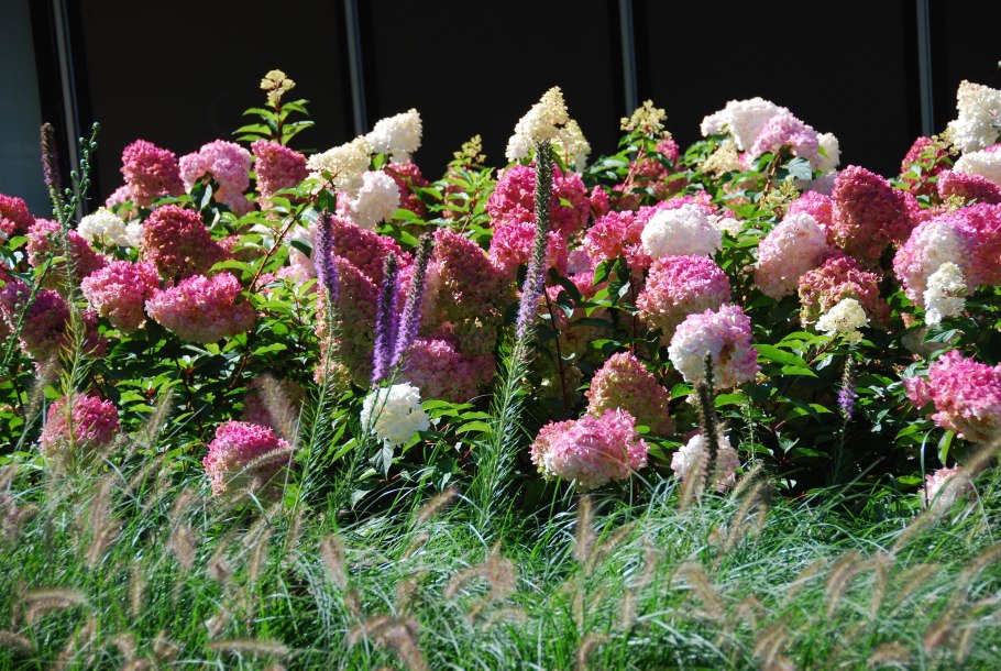 Гортензия литтл фрайз