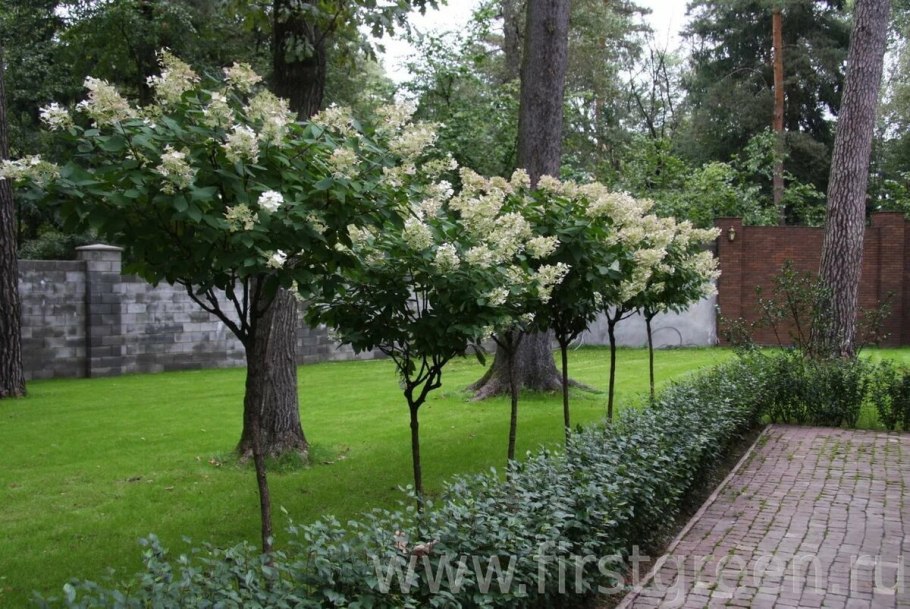 Штамбовая гортензия Лаймлайт