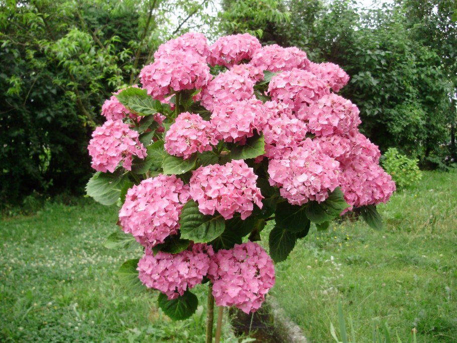 Гортензия метельчатая Литтл Фрайз