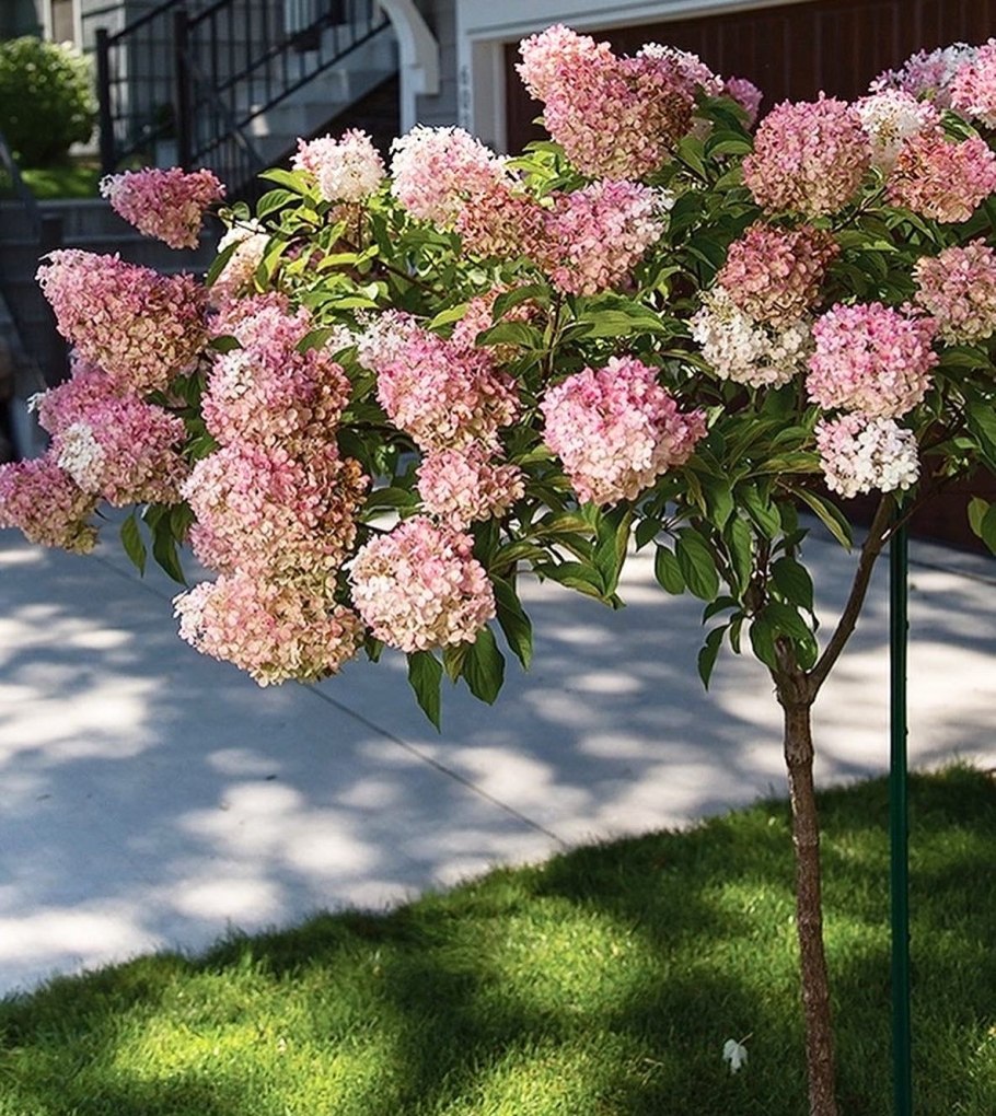 Гортензия Лаймлайт