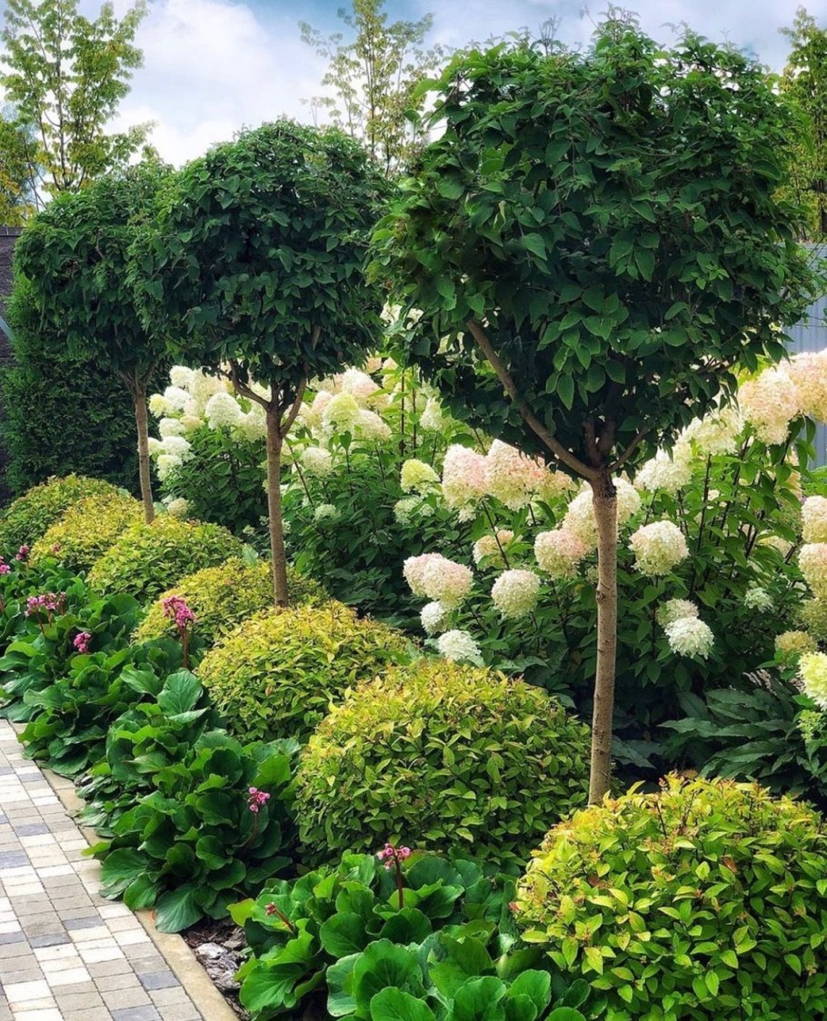 Катальпа и гортензия