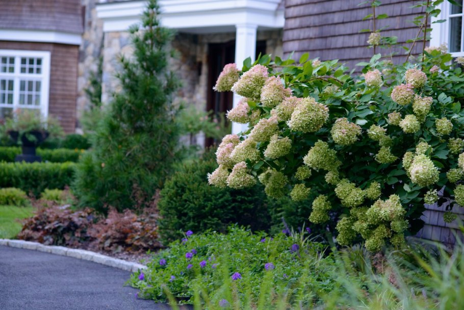 Гортензия Фантом штамбовая