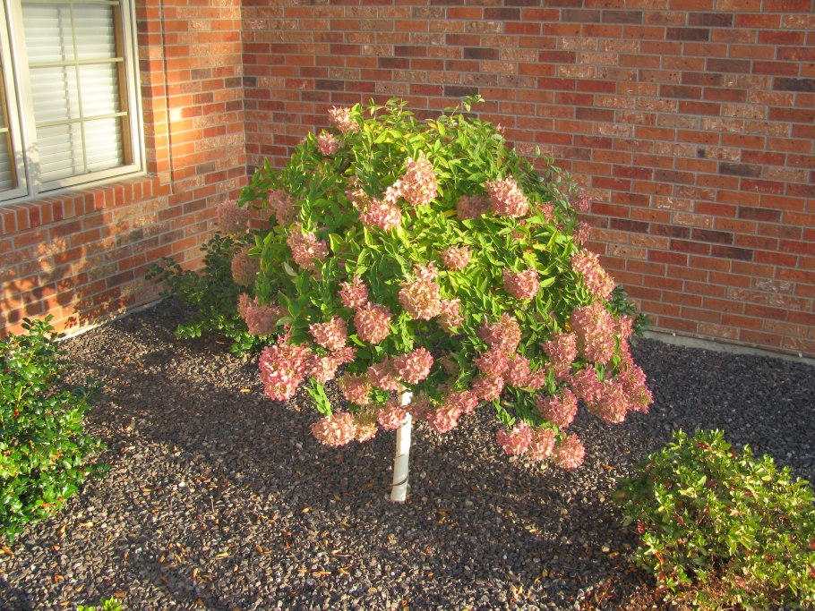 Гортензия метельчатая фантом