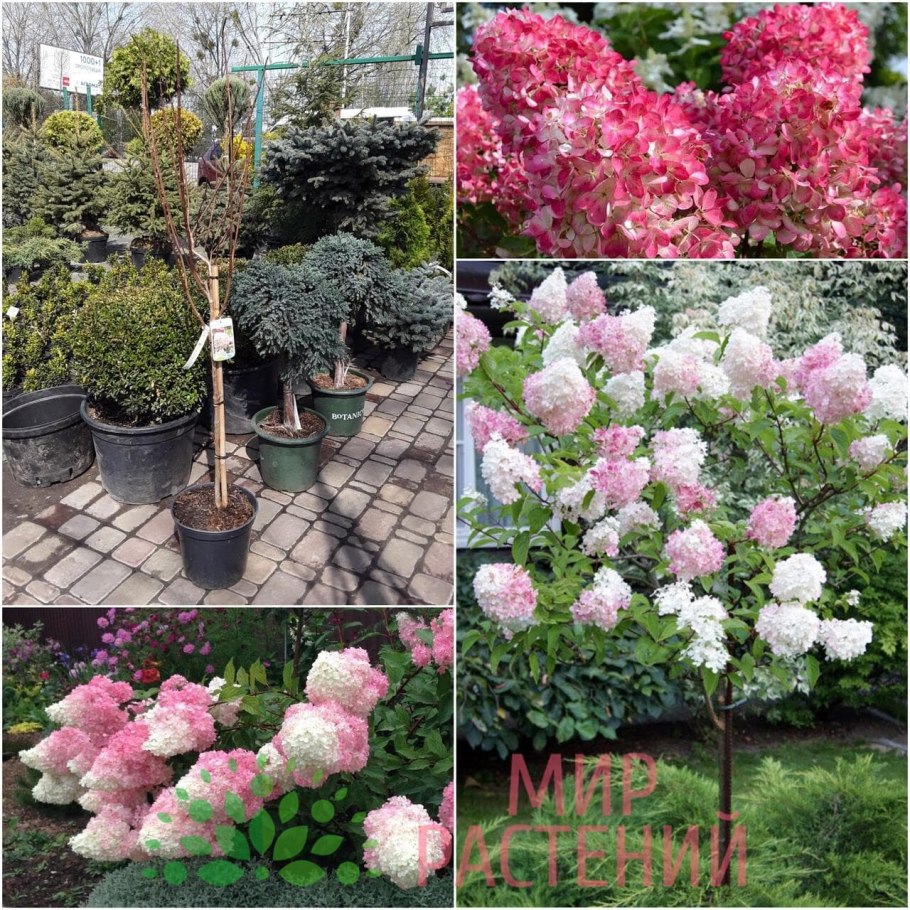 Гортензия метельчатая ванилла фрейз