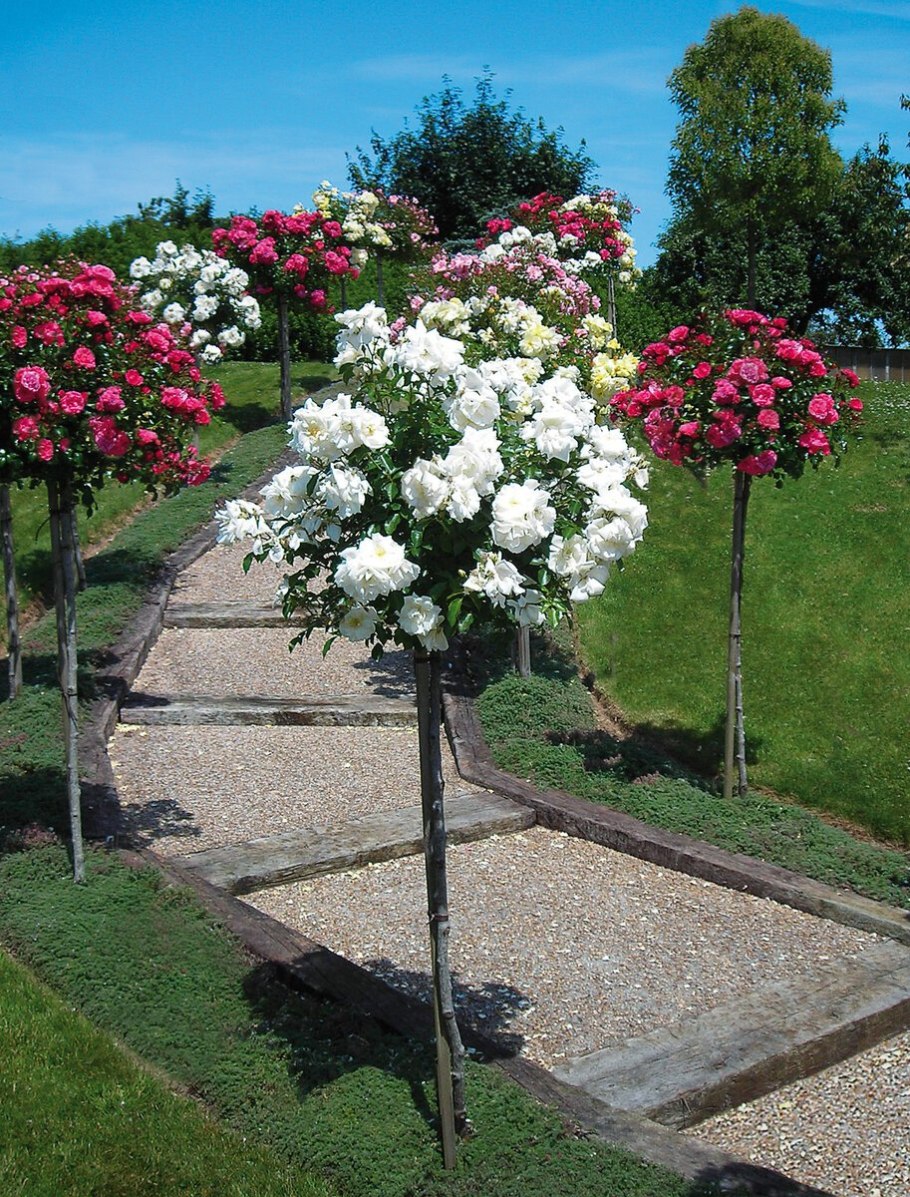 Штамбовая гортензия метельчатая