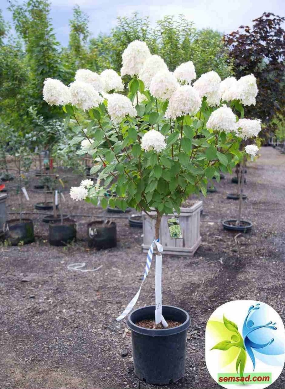 Можжевельник и гортензия метельчатая в ландшафтном