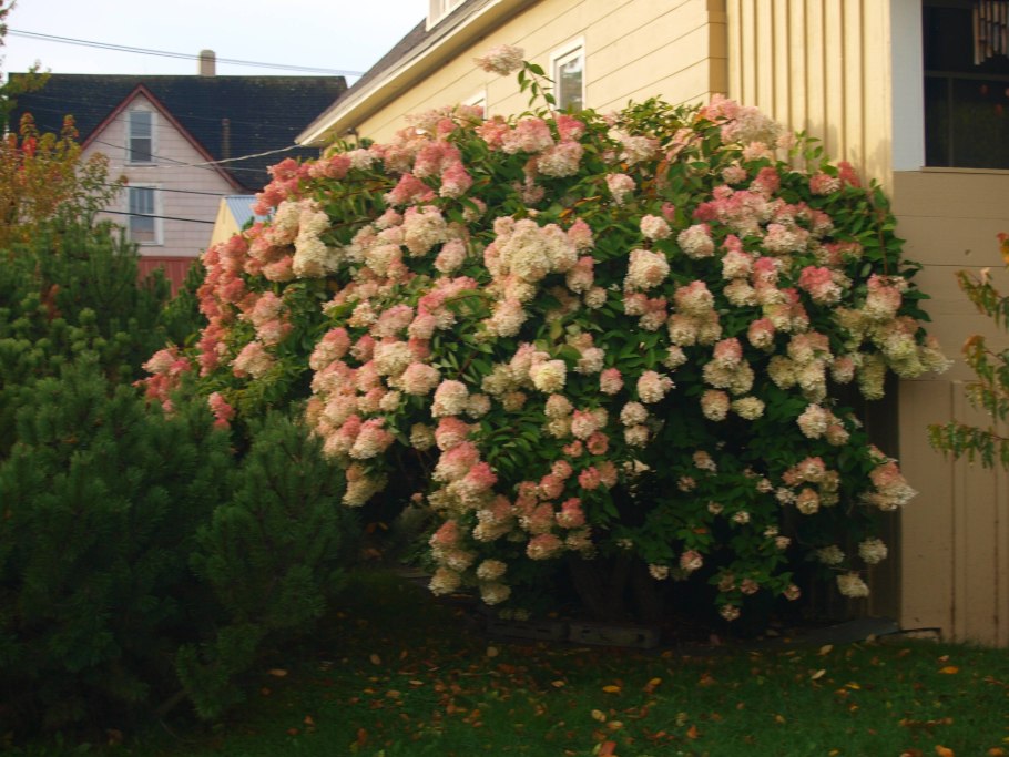 Гортензия на штамбе в ландшафте