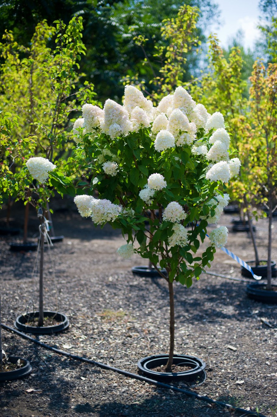 Штамбовая гортензия грандифлора