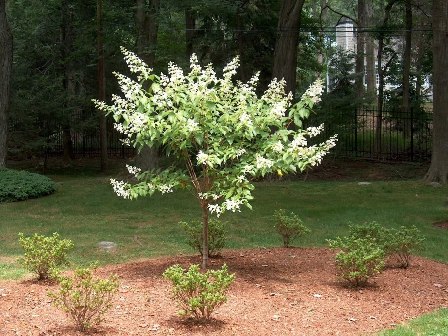 Гортензия метельчатая киушу