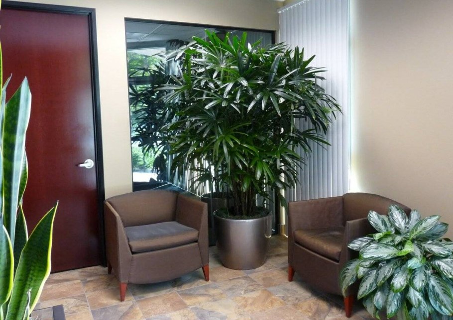 Тенелюбивые горшечные растения