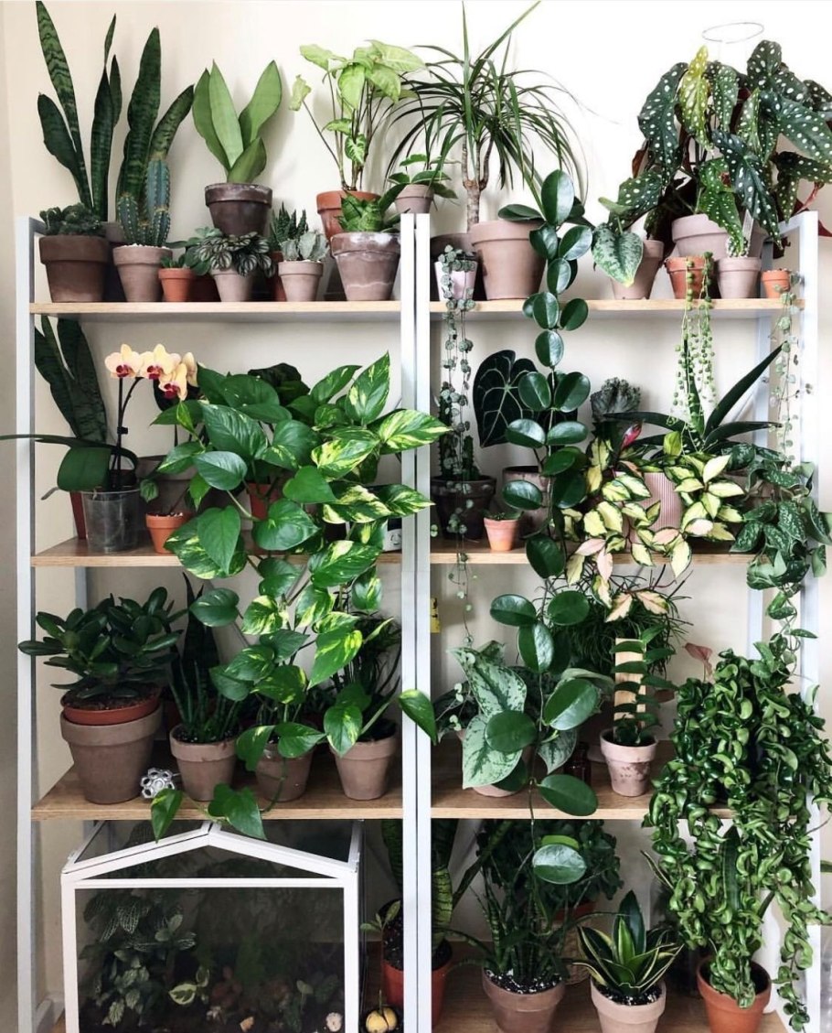 Коллекция комнатных цветов