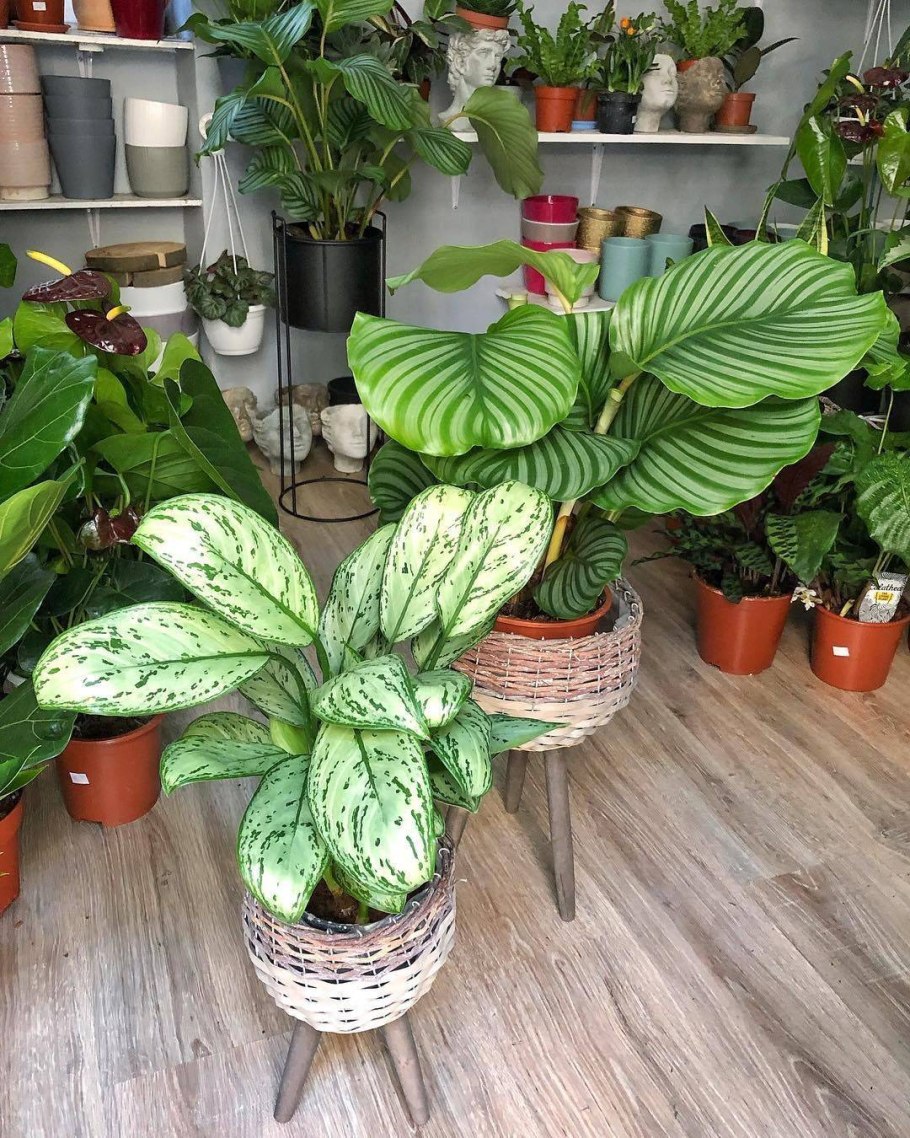 Аглаонема, монстера, бегония, Калатея
