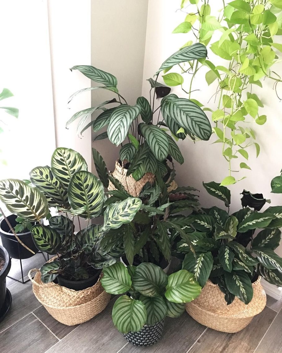 Тенелюбивые горшечные растения