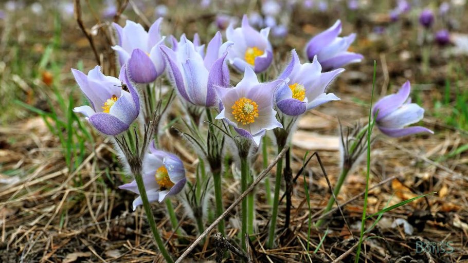 Прострел (Подснежник, сон-трава, Pulsatilla)