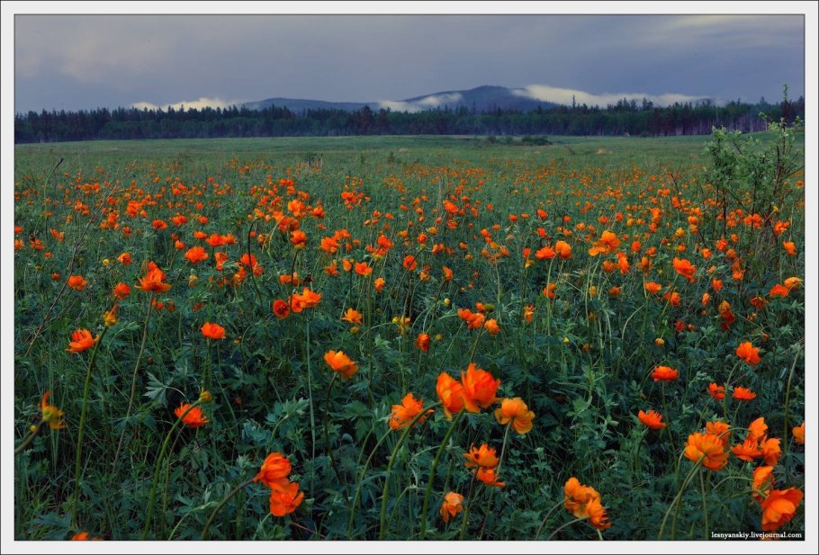 Купальница Алтайская