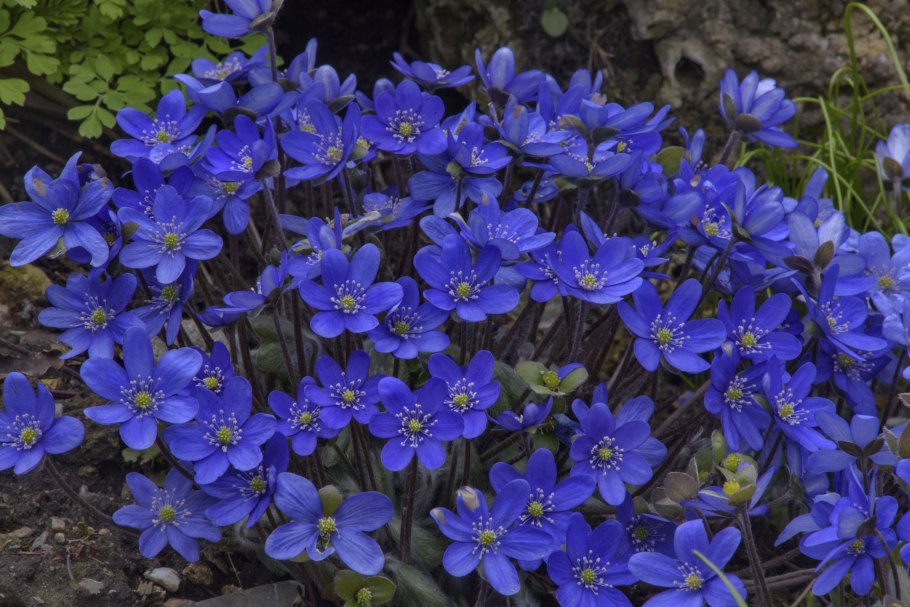 Прострел обыкновенный Виолет Блю