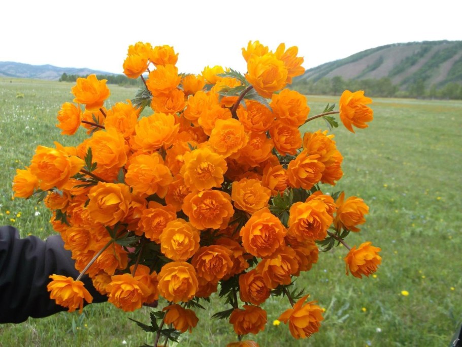 Печеночница голубая