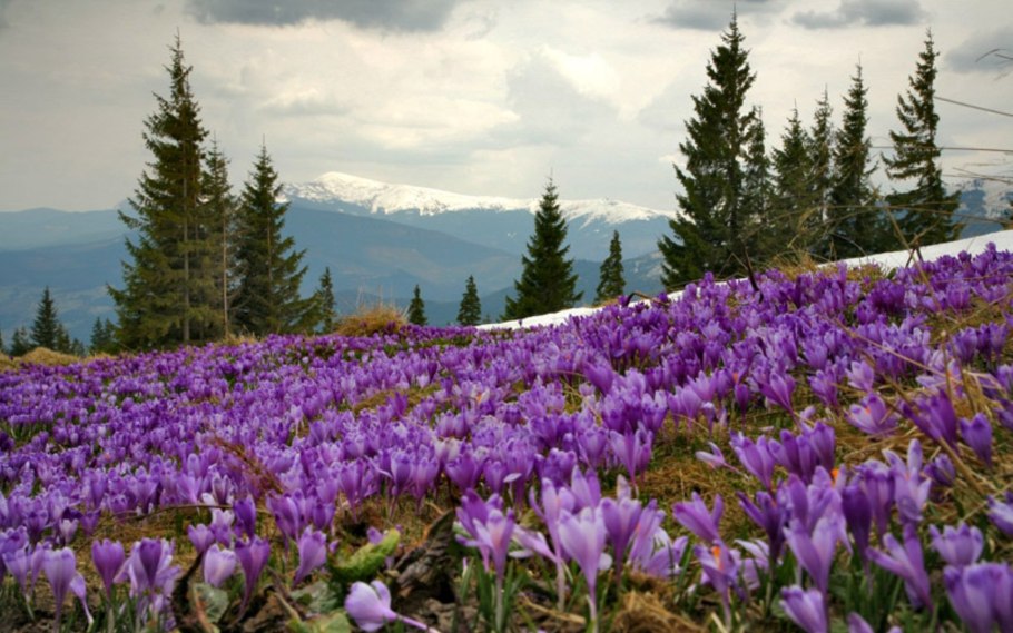Рододендрон Дальневосточный