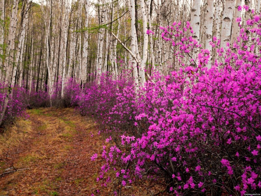 Эрантис цветок