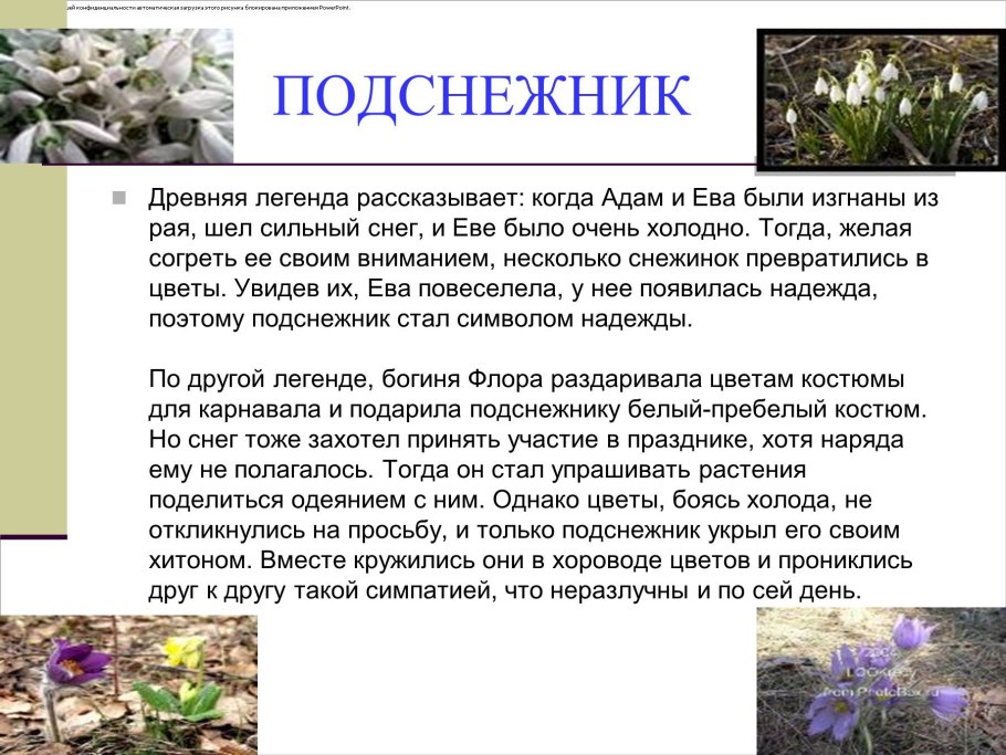 Rhododendron tomentosum