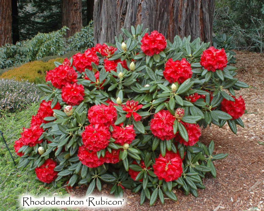 Таблица лекарственных растений целебные свойства