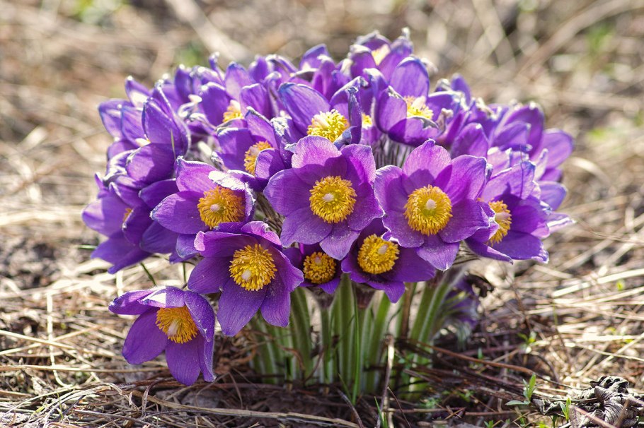 Кузнецкий Алатау левзея сафлоровидная