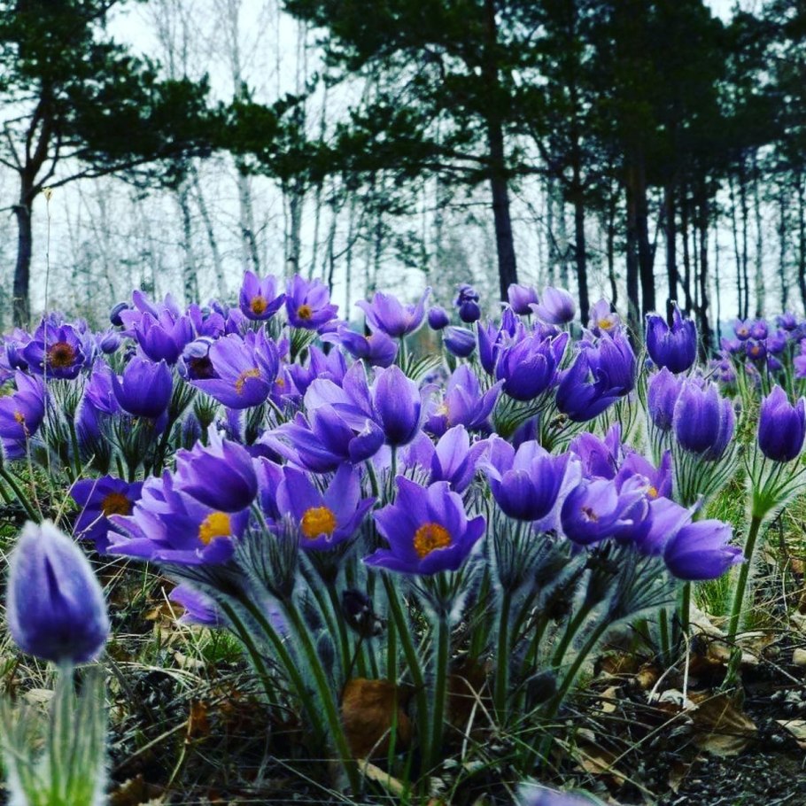 Прострел Сибирский