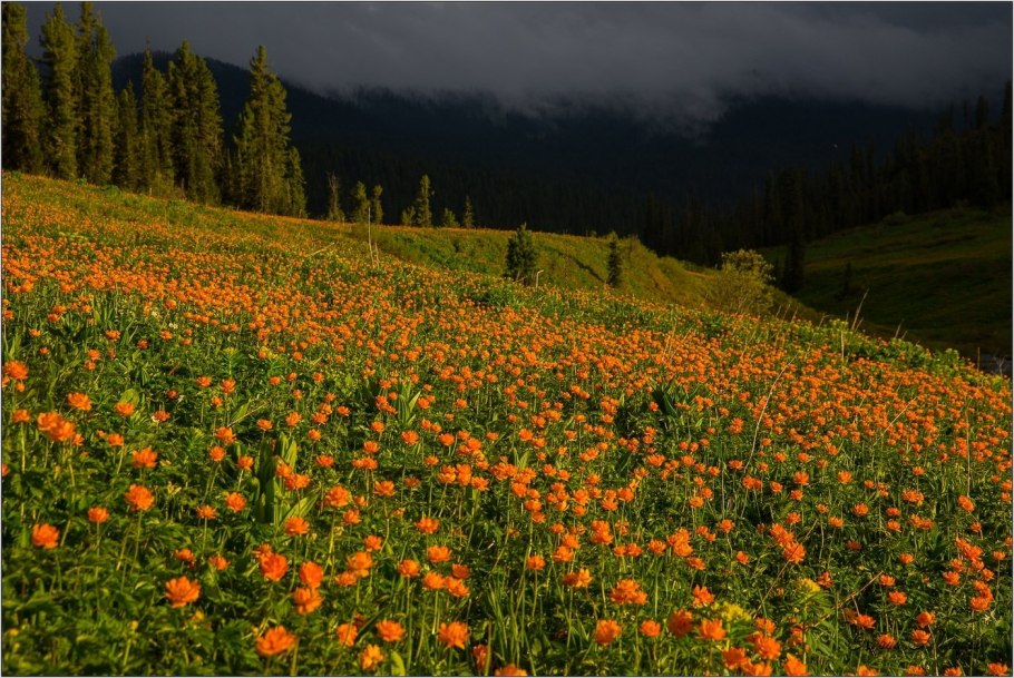 Багульник рододендрон