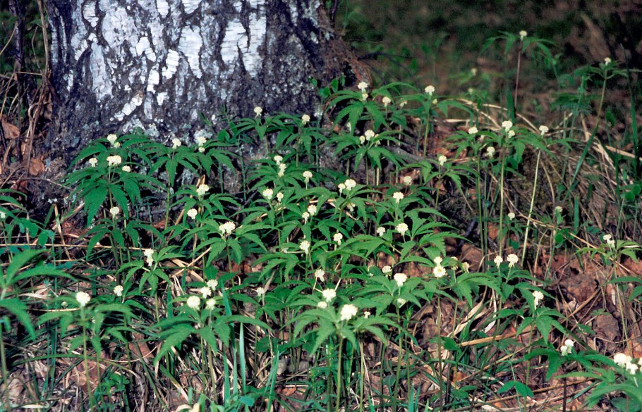 Калипсо луковичная Calypso bulbosa