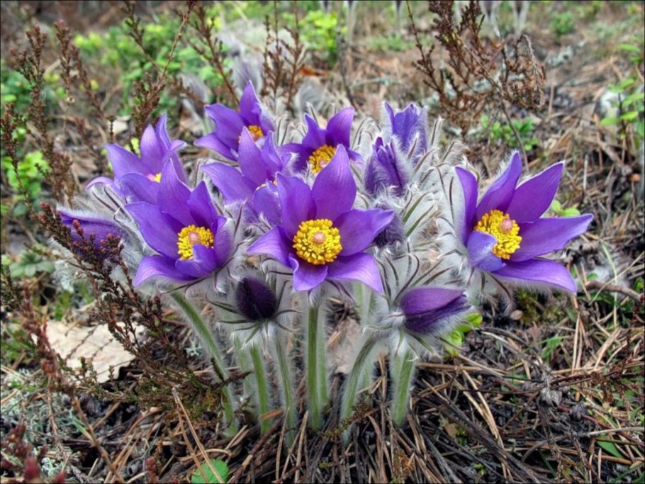 Гегемона купальница лиловая