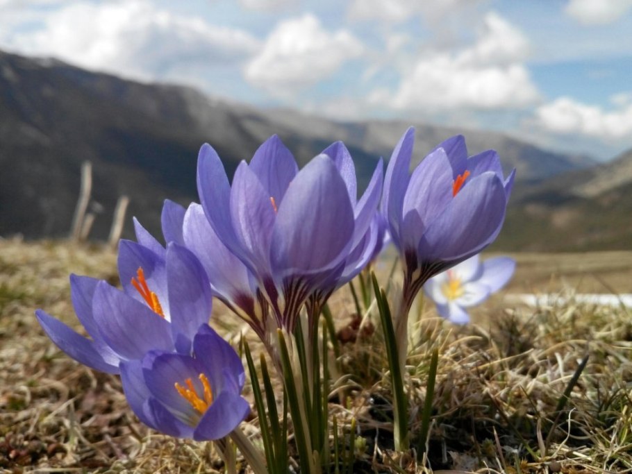 Сибирская природа жарки река