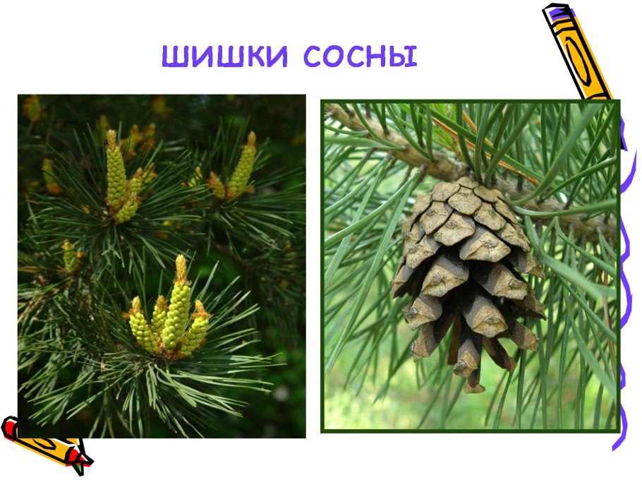 Хвоинки ели и сосны