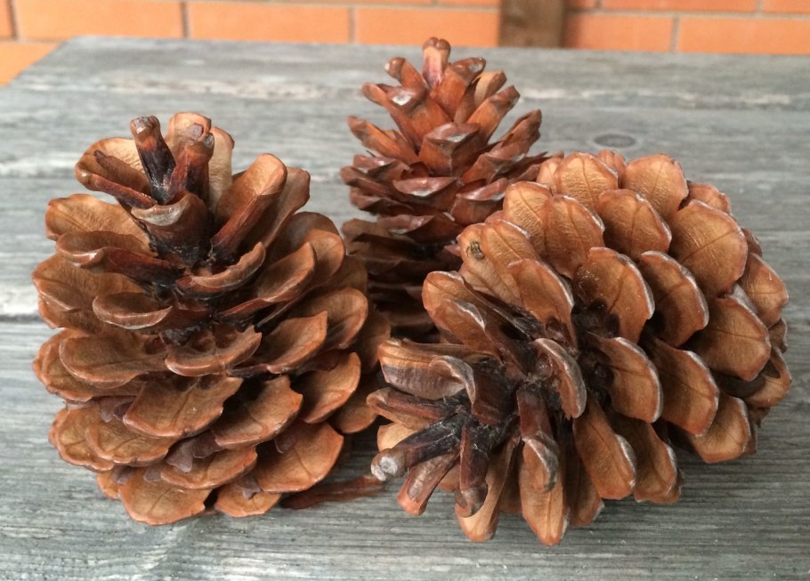 Pinus Montana шишки
