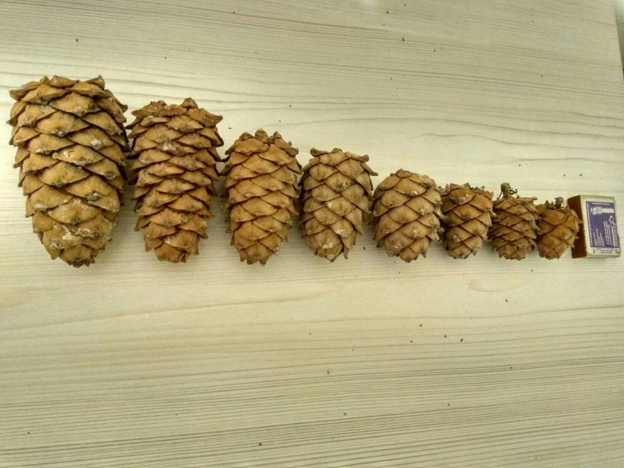Pinus pinea шишка