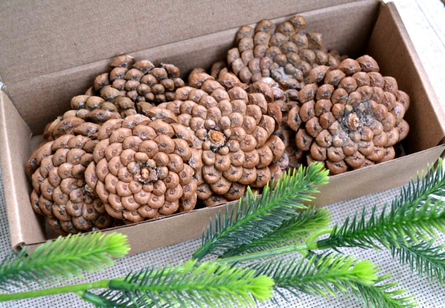 Кедр Сибирский Pinus sibirica
