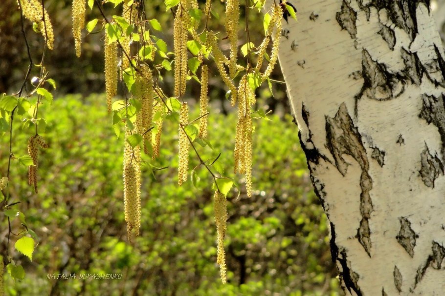 Birch Betula pendula