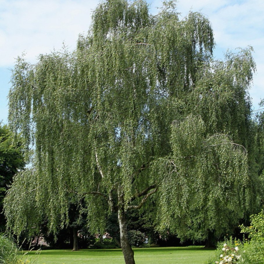 Береза повислая (бородавчатая)