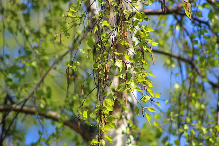 Белая береза символ России