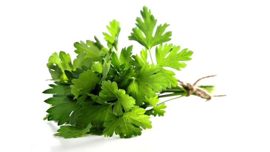 Петрушка растение