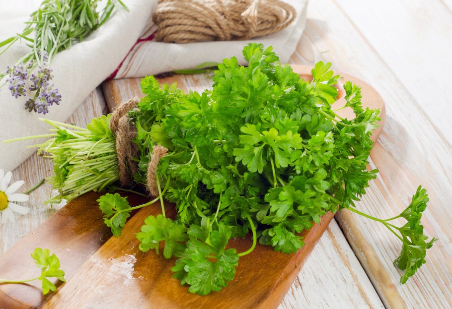 Зелень кинза (кориандр)