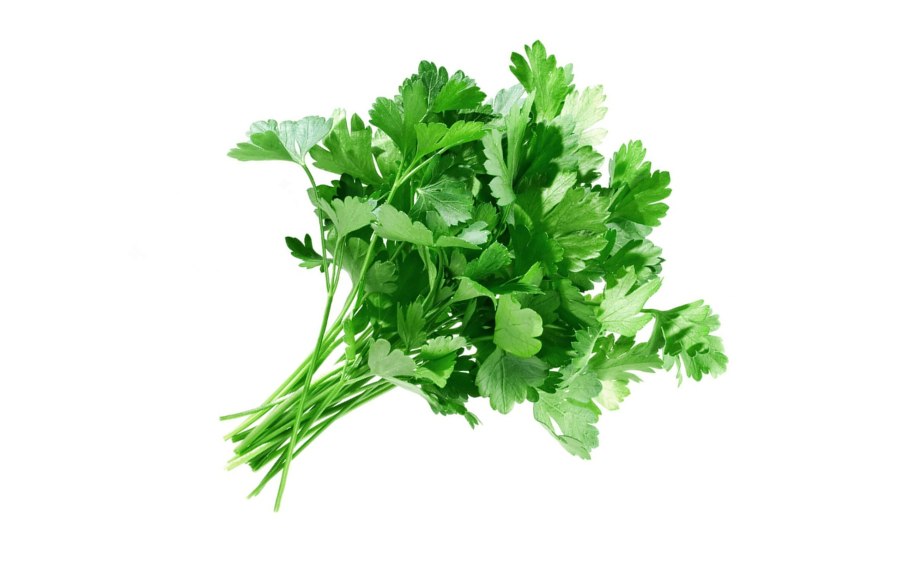 Зелень кинза (кориандр)