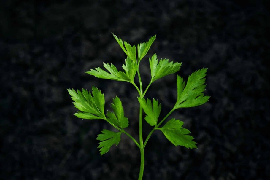 Петрушка на черном фоне