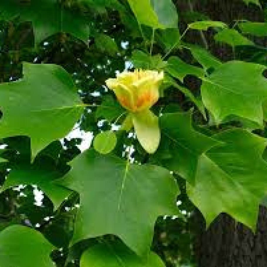 Liriodendron tulipifera тюльпановое дерево