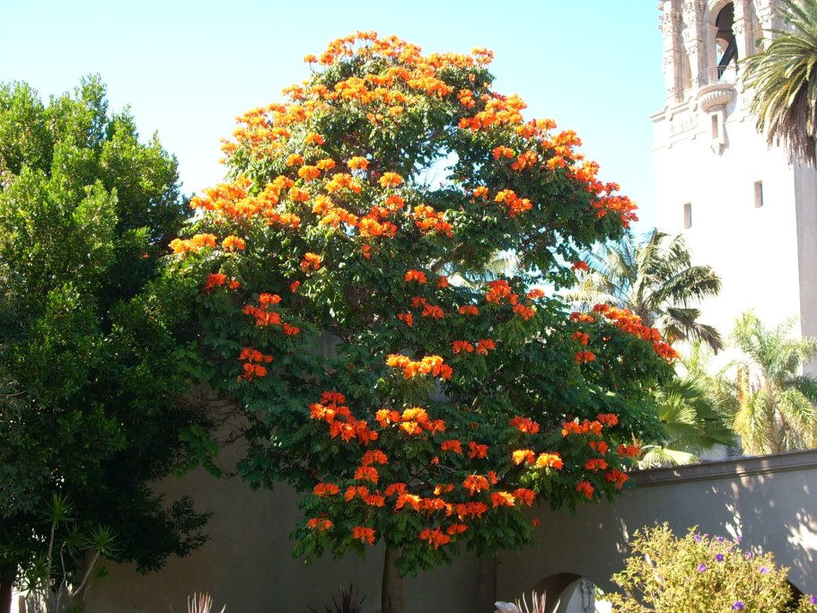 Liriodendron tulipifera тюльпановое дерево