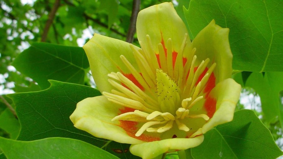 Лириодендрон Тюльпановый