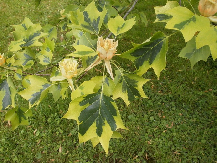 Тюльпановое дерево Лириодендрон