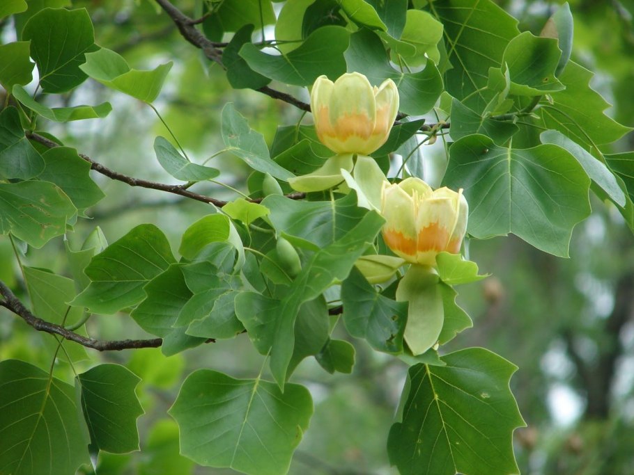 Liriodendron tulipifera fastigiatum